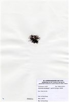 藏品(縱胞藻)的圖片